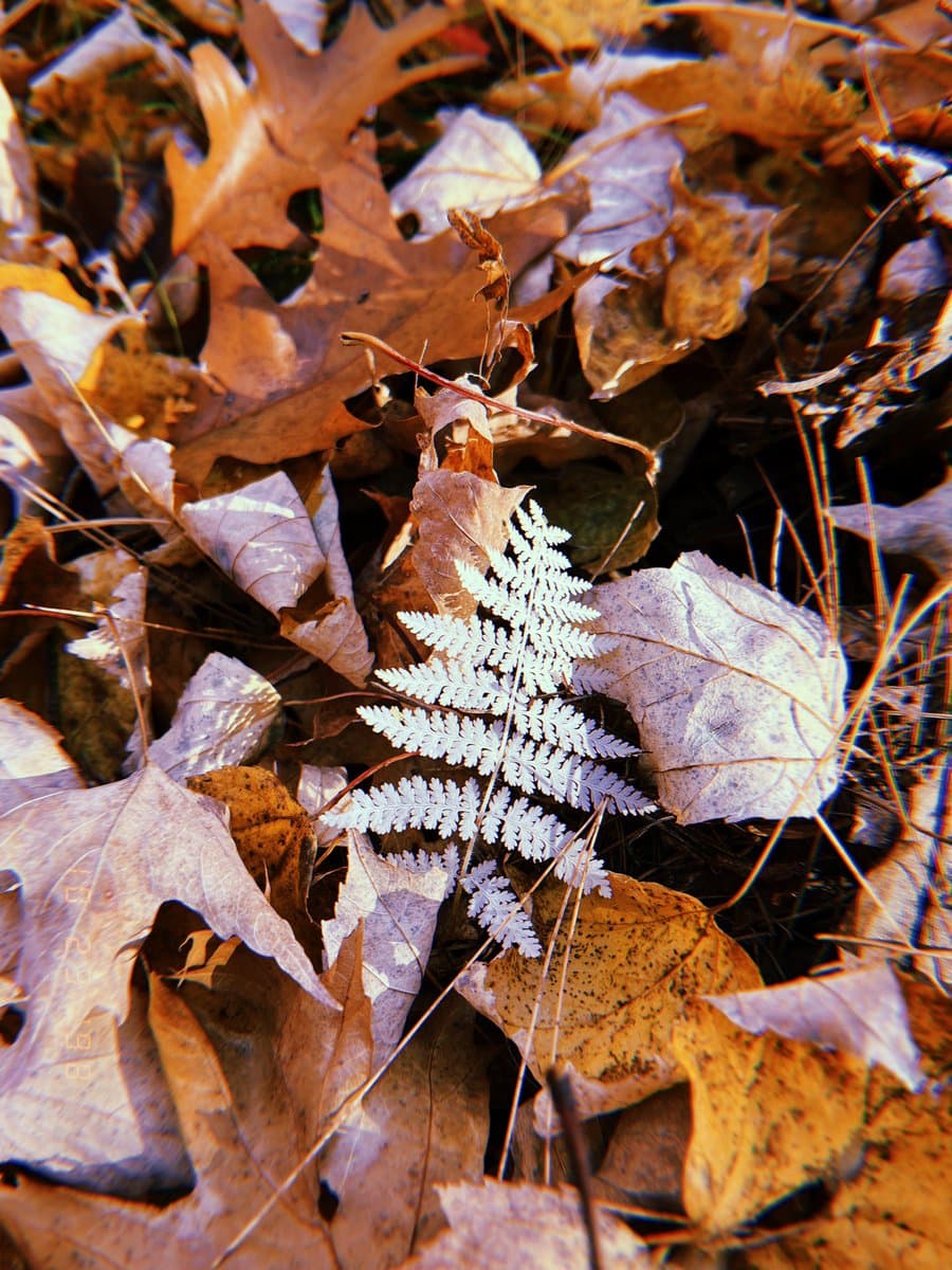 A close-up photograph of a forest floor covered in brown and orange autumn leaves, with a single, bright white fern frond lying in the center.