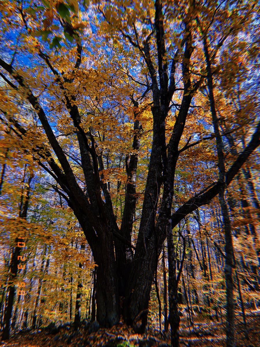 A low-angle photograph looking up through a forest of tall trees with golden-yellow autumn leaves against a bright blue sky. The image has a vintage, high-contrast aesthetic with a vertical orange date stamp on the left side.