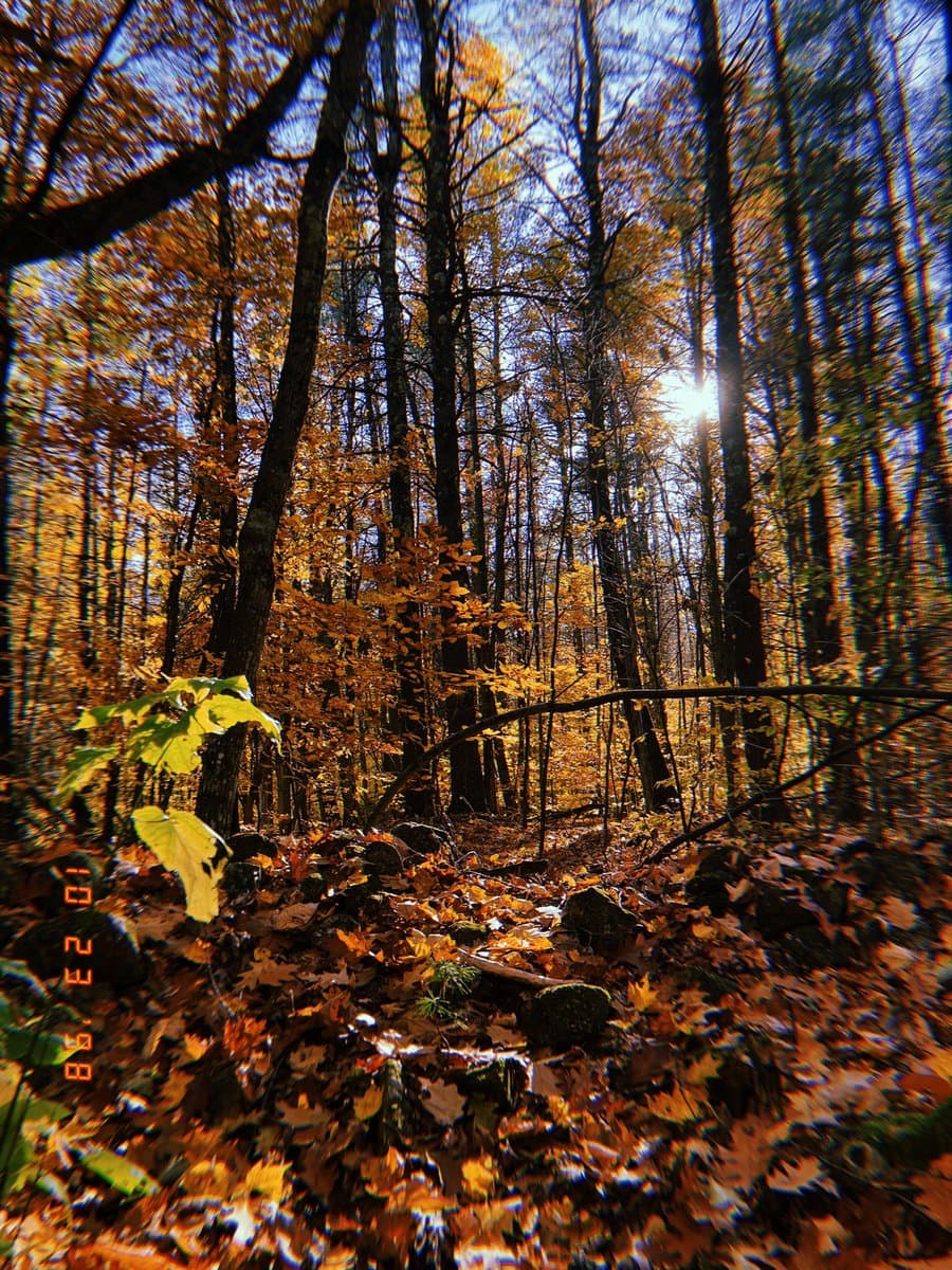 A vertical photograph of a sunlit forest in autumn, featuring tall trees with golden leaves and a ground covered in fallen foliage. An orange digital date stamp is visible in the bottom left corner.