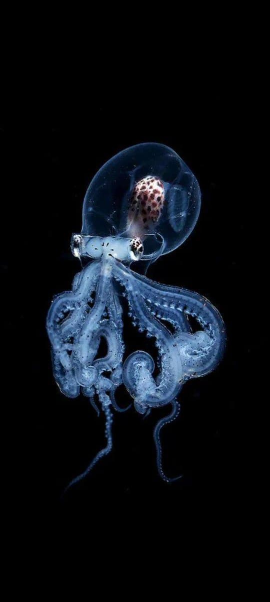 A photograph of a translucent, alien-like marine creature, likely a vampire squid, floating against a solid black background. The creature features a large, bulbous mantle with a spotted pattern and a complex, webbed structure of tentacles below.