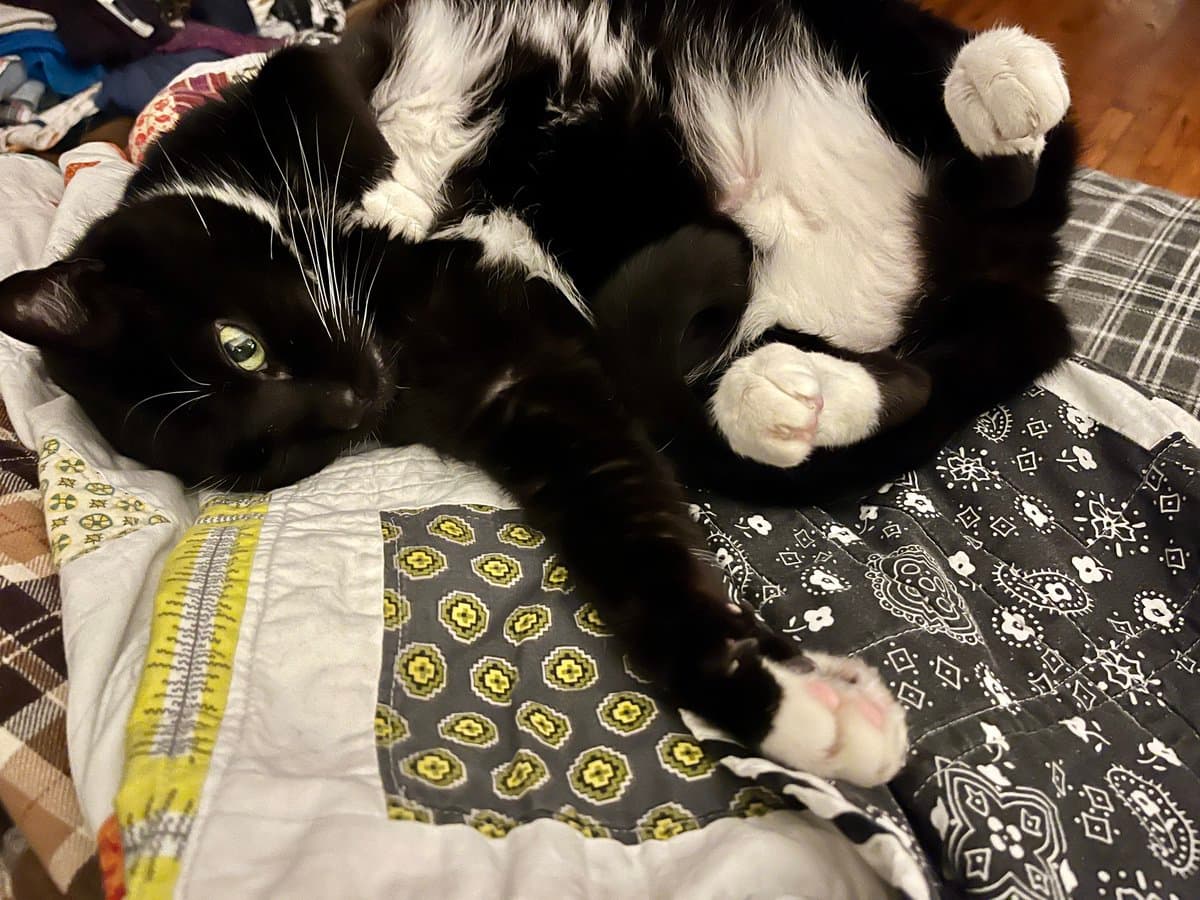 A black and white cat lies on its back on a patchwork quilt, with its paws extended and one eye visible. The cat is resting on a bed covered with a colorful, patterned quilt featuring geometric and floral designs.