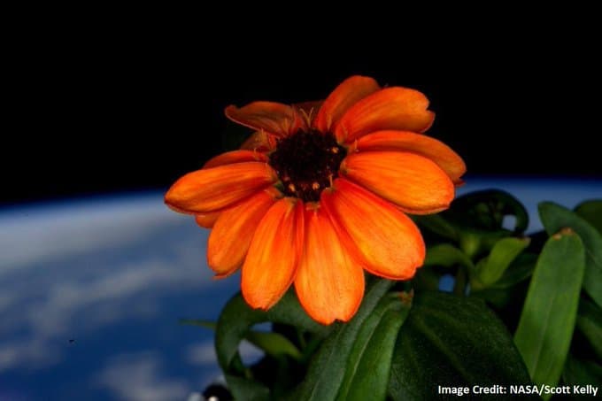A close-up photograph of a blooming orange flower with green leaves, set against a backdrop of the Earth's blue atmosphere and the blackness of space. The image includes a credit line in the bottom right corner.