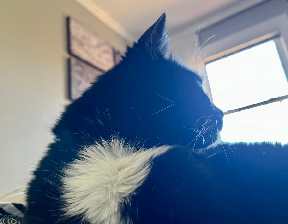 A black and white cat is shown in profile, looking out of a bright window. The cat has a fluffy white chest and is positioned indoors near a wall with framed artwork.