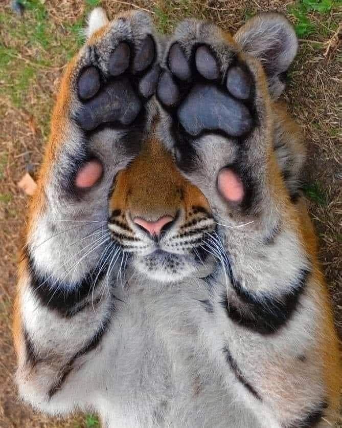 A top-down photograph of a tiger lying on its back on a grassy surface, with its front paws raised to cover its face, showing its large black paw pads and pink toe beans.