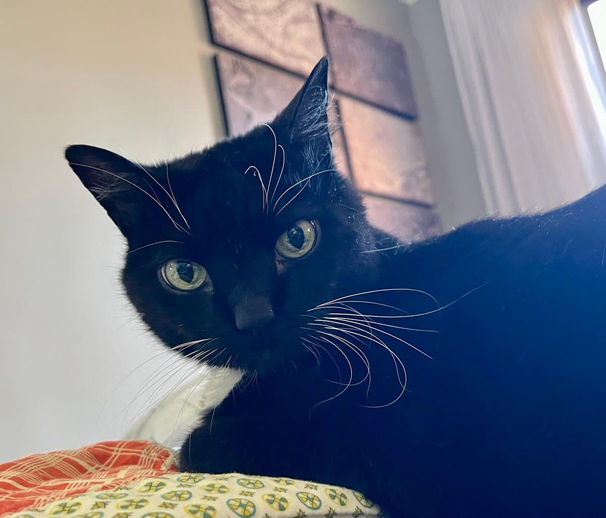 A close-up photograph of a black cat with green eyes and white whiskers, lying on a patterned bedspread. The cat is looking directly at the camera with a calm expression, set against a background featuring a white wall and a piece of wall art.