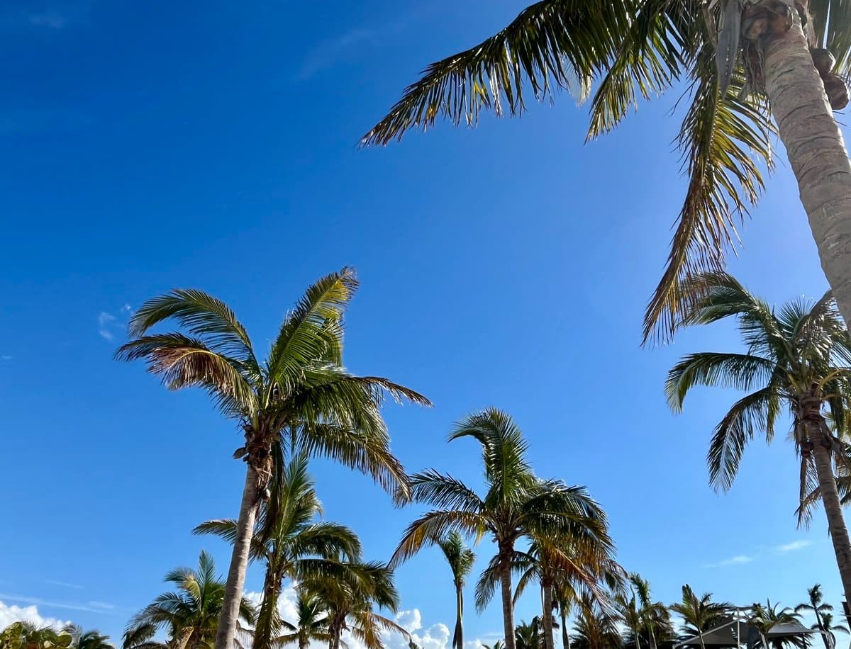 A low-angle photograph looking up at several tall palm trees against a clear, bright blue sky. The image captures the tropical foliage and trunks of the palms, with a few small white clouds visible near the bottom edge.