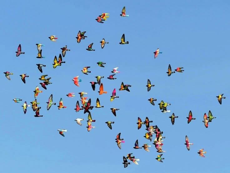 A flock of colorful birds, likely sunbirds, flying against a clear blue sky.