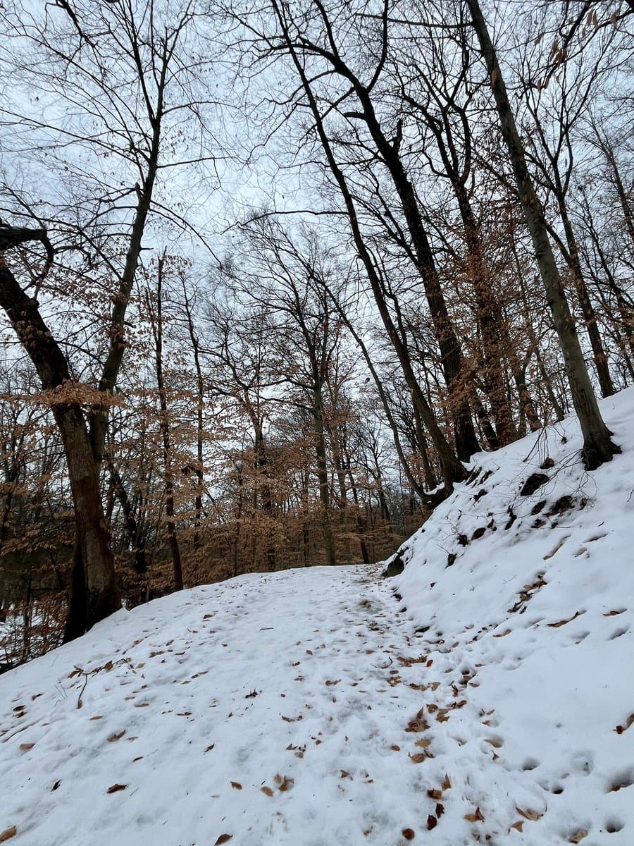 A snowy forest path winding through a grove of bare trees under an overcast winter sky.