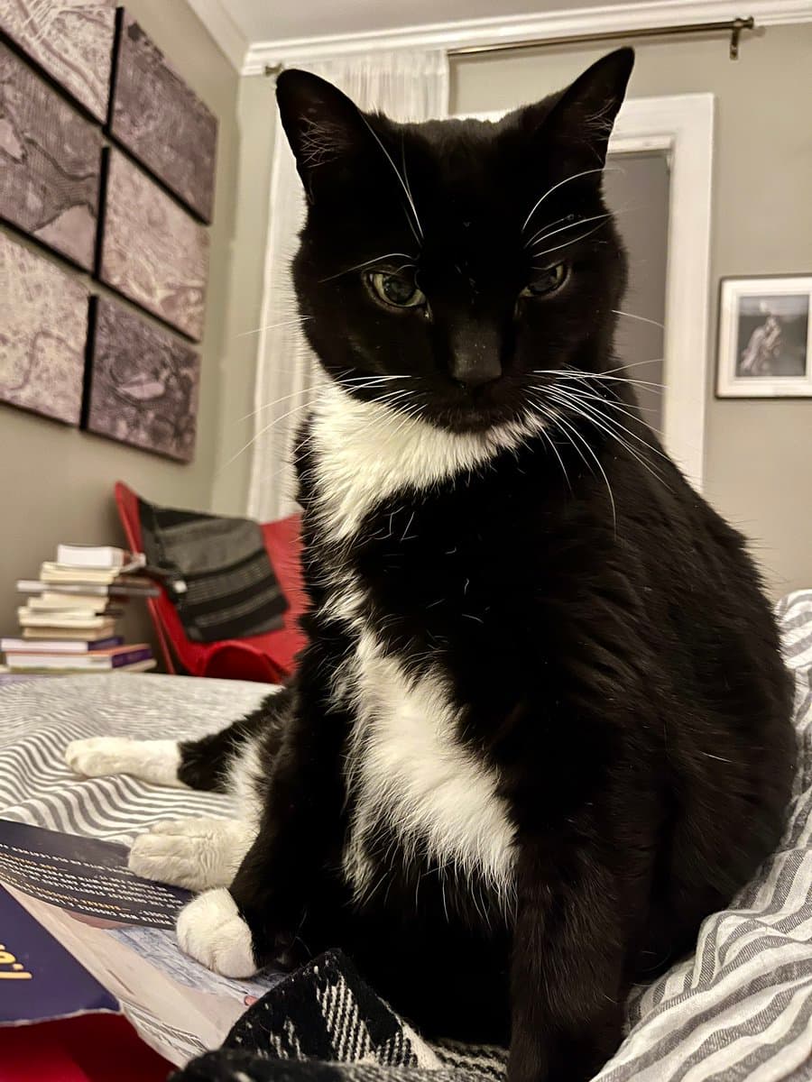 A black and white cat sits on a bed with a striped comforter, looking directly at the camera. The background shows a bedroom with a red chair, a stack of books, and wall art.