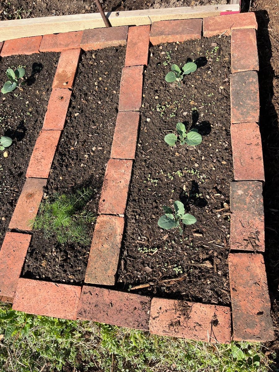 A top-down view of a small garden bed bordered by red bricks, containing dark soil and several young green seedlings, including what appear to be broccoli plants and a patch of feathery arugula.