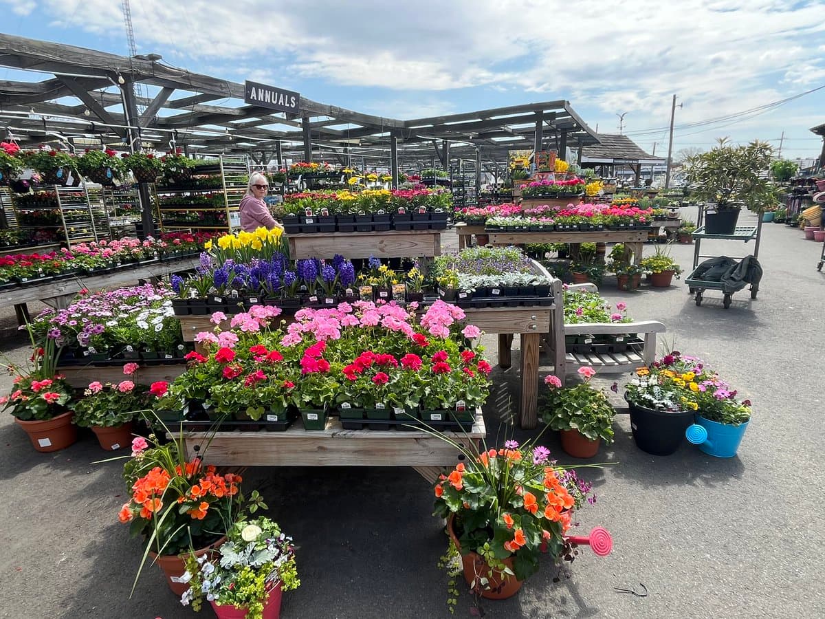 A wide shot of a garden center's outdoor display area, filled with colorful potted spring flowers such as tulips, hyacinths, and geraniums arranged on wooden tables and shelves under a wooden trellis. A sign reading "ANNUALS" hangs from the overhead structure, and a person is browsing the flowers in the background.