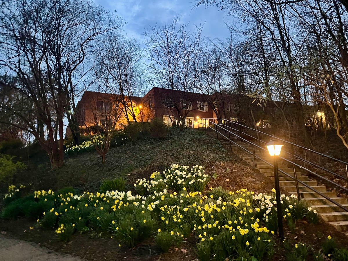 An outdoor photograph taken at dusk showing a hillside garden filled with blooming yellow and white daffodils, with a brick building and bare trees in the background.