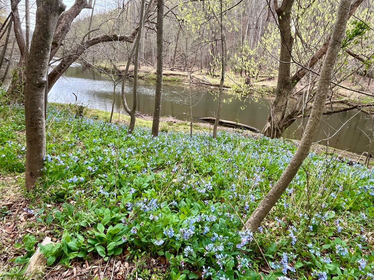 A forested area beside a calm river, with a dense carpet of small blue wildflowers covering the ground in the foreground. Thin tree trunks rise through the scene, and the opposite bank is visible across the water.