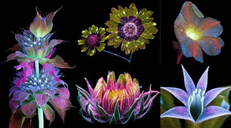 A collage of five flowers photographed under ultraviolet light, revealing their hidden patterns and colors that are visible to bees and other pollinators. The image shows various blooms, including a tall spiky flower, daisies, and a morning glory, all glowing with vibrant purples, pinks, and yellows against a black background.