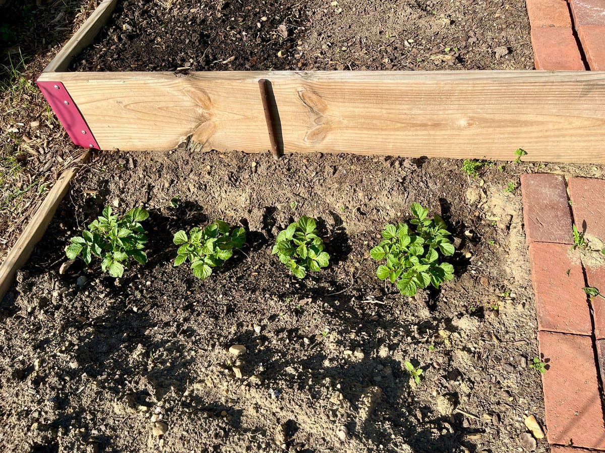 A photograph showing four small, green potato plants growing in a row within a raised garden bed bordered by wood and bricks.