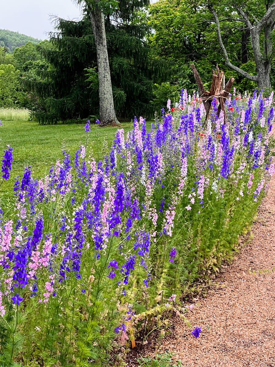 A photograph of a garden bed filled with tall, blooming flowers in shades of purple, pink, and white, set against a backdrop of green grass and trees. The scene is located at Monticello, as indicated by the post text.