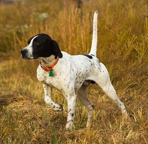 A black and white German Shorthaired Pointer stands in a field of dry, golden grass, wearing an orange collar with a green tag.