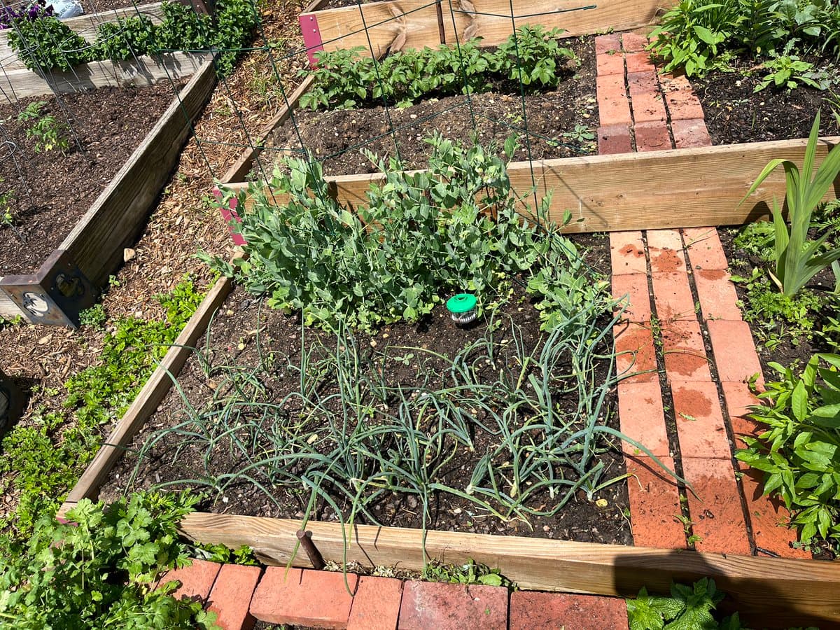 A high-angle photograph of a raised garden bed containing various green plants, including leafy vegetables and long-stemmed onions, set within a brick-paved garden area.
