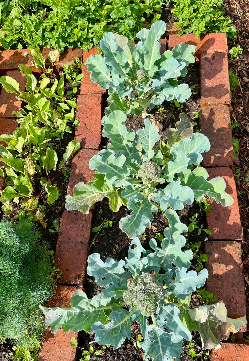 A top-down view of a garden bed bordered by red bricks, showing three broccoli plants with large, pale green leaves and developing florets. Other leafy plants, including what appears to be dill and chard, grow in the adjacent beds.