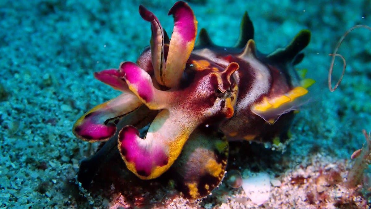 A close-up underwater photograph of a cuttlefish with vibrant pink, yellow, and brown markings on its tentacles and body, resting on a sandy ocean floor.