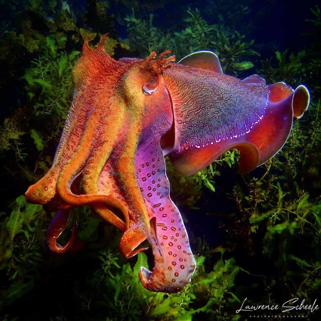 A vibrant underwater photograph of a cuttlefish displaying iridescent orange, purple, and pink coloration against a dark, seaweed-filled background. The image features a signature in the bottom right corner.