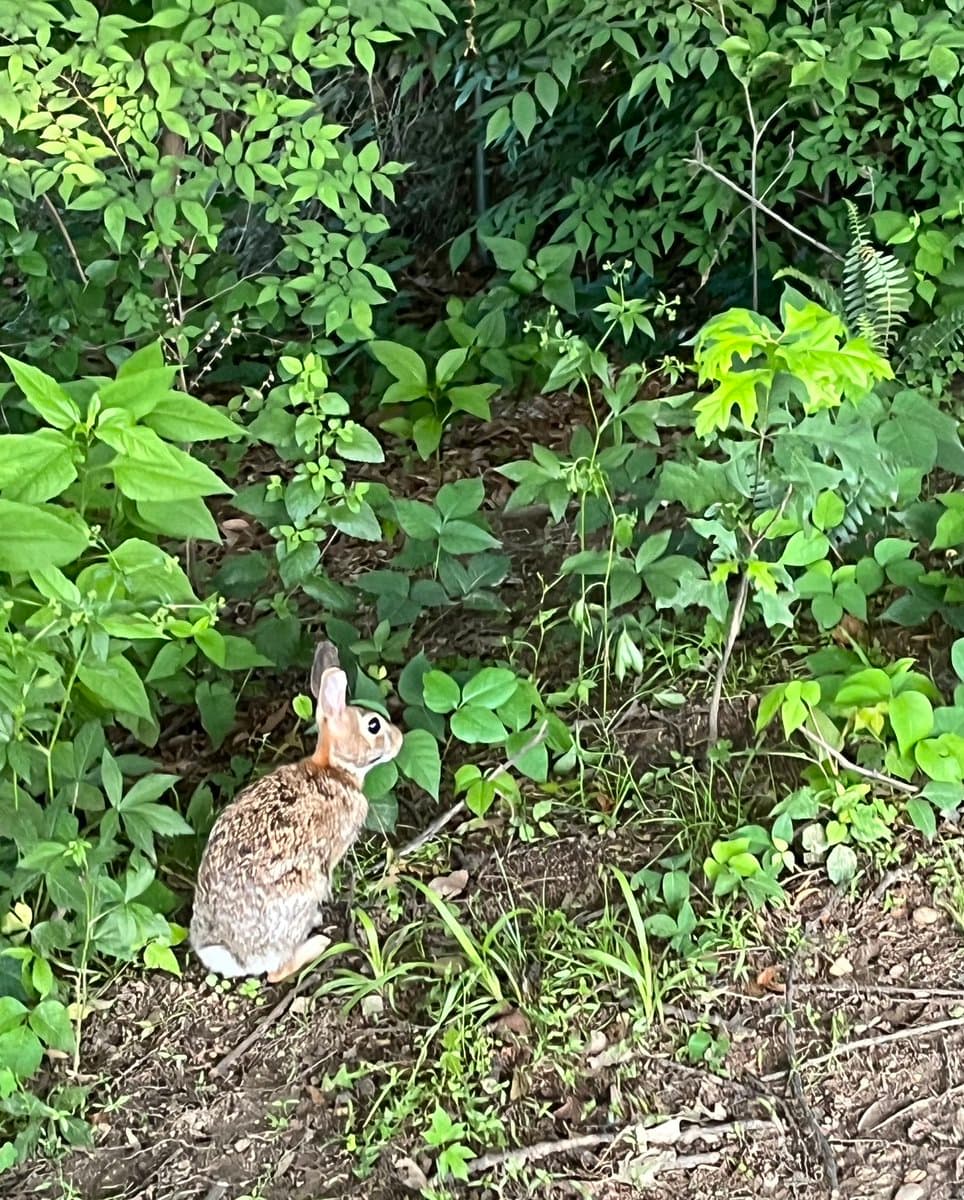 A small brown rabbit sits in a patch of dirt and grass, surrounded by dense green foliage and leafy plants.