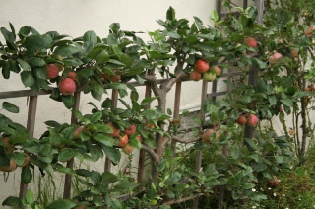 An apple tree trained as an espalier along a wooden fence, bearing several red and green apples.