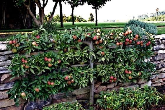 A row of espaliered apple trees laden with red fruit is trained along a rustic stone wall in a garden setting.