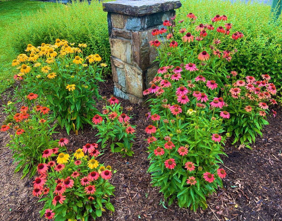 A garden bed featuring vibrant clusters of pink and yellow coneflowers planted around a stone pillar, set against a backdrop of green shrubbery.