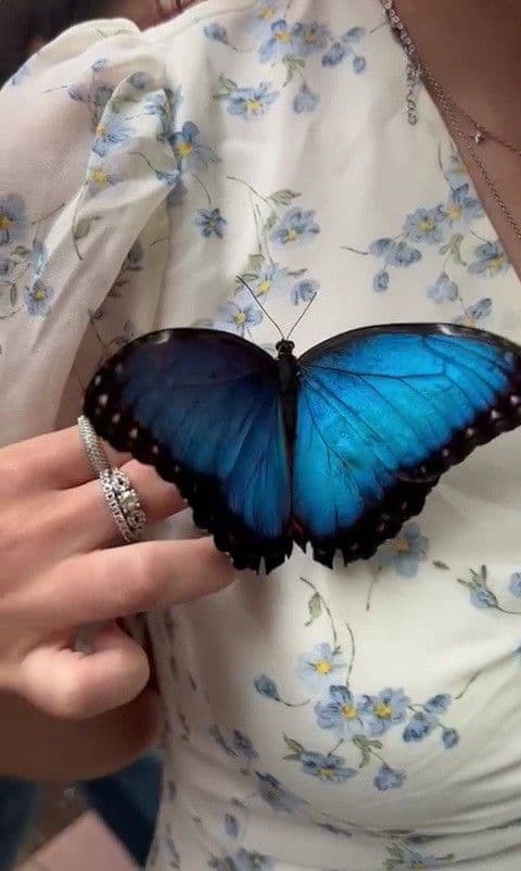 A close-up photograph of a person's hand, adorned with two silver rings, gently holding a large, vibrant blue Morpho butterfly. The butterfly is perched on the person's chest, which is covered by a white top with a delicate blue floral pattern.