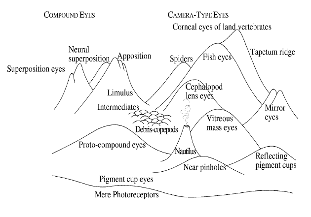 A black-and-white line diagram illustrating the evolutionary adaptive landscape of eyes, depicting various eye types as peaks and valleys on a topographical map. The chart categorizes structures into compound eyes and camera-type eyes, showing evolutionary pathways from mere photoreceptors to complex forms like the tapetum ridge.