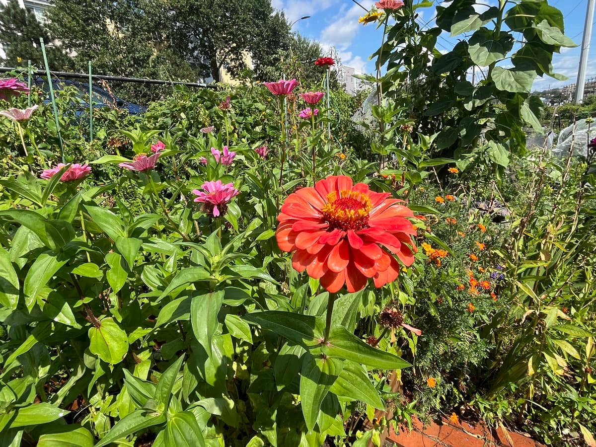 A vibrant garden scene featuring a large, bright orange-red zinnia in the foreground, surrounded by lush green foliage and smaller pink zinnias. The background shows a chain-link fence, trees, and buildings under a blue sky with scattered clouds.