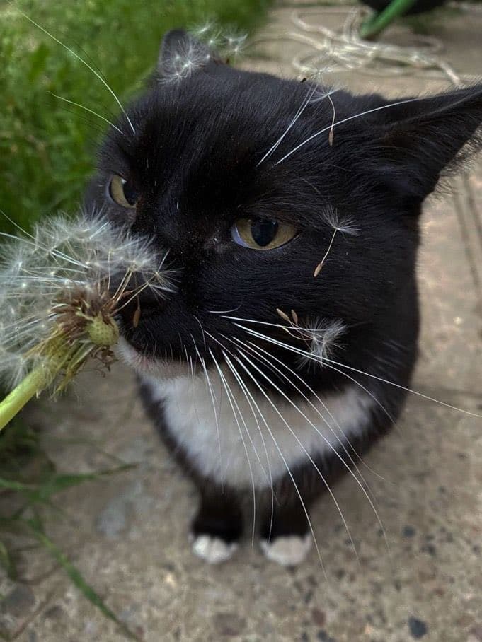 A close-up photograph of a black and white cat with dandelion fluff stuck to its fur and face, looking up at the camera while holding a dandelion seed head in its mouth.