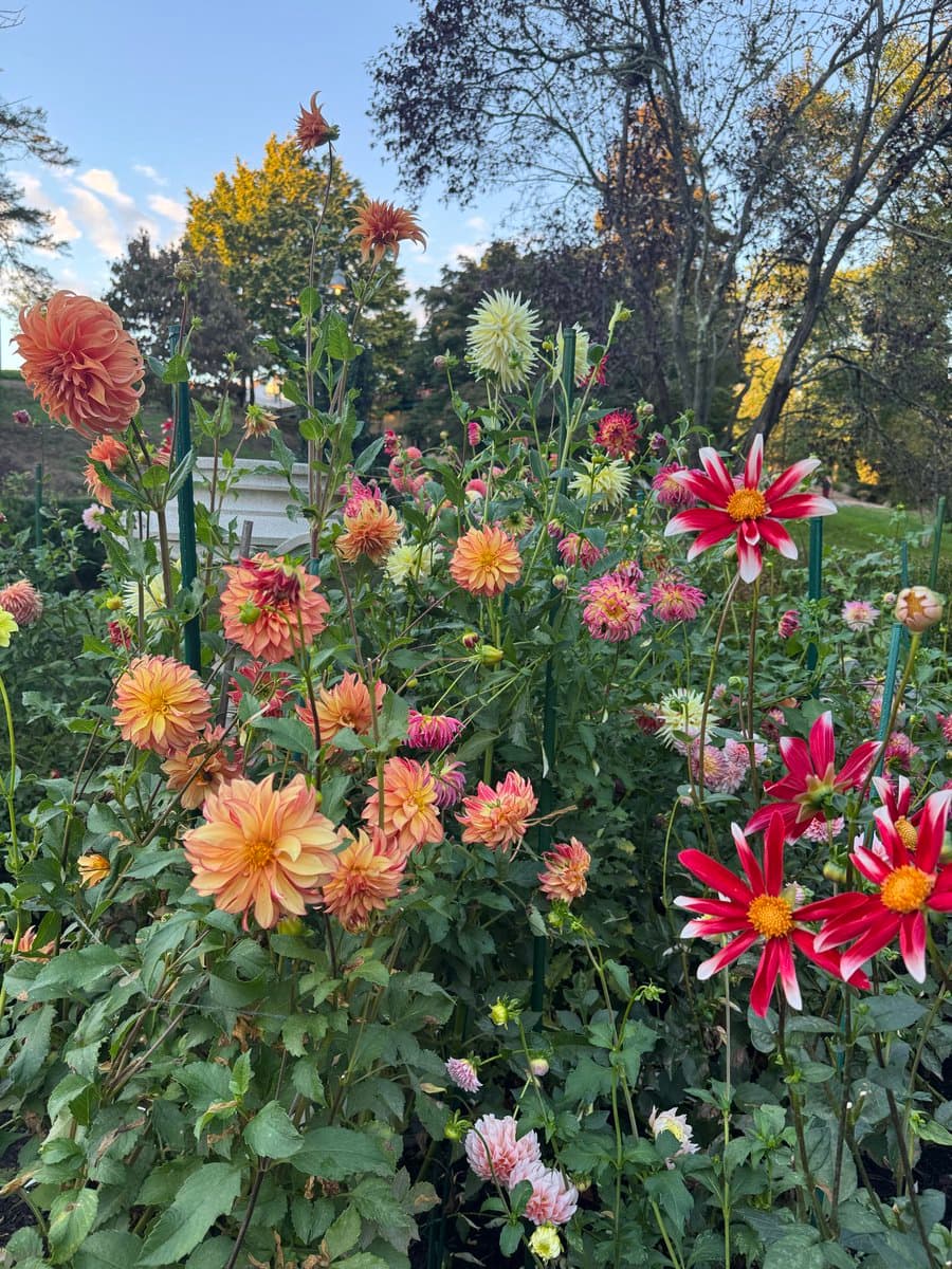 A photograph of a garden bed filled with blooming dahlias in shades of orange, pink, and red, set against a backdrop of trees and a blue sky.