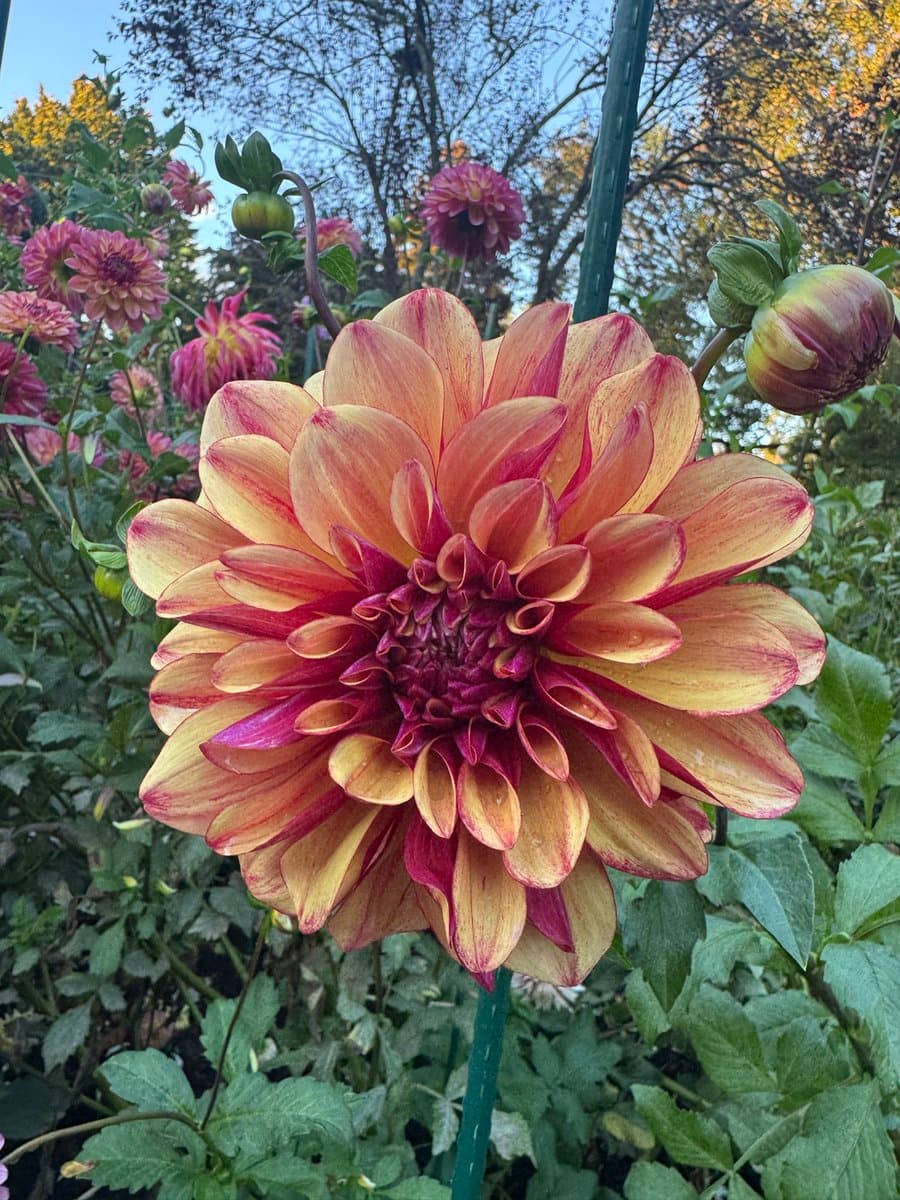 A close-up photograph of a large, blooming dahlia with yellow petals edged in deep red, set against a background of green foliage and other pinkish-purple flowers.