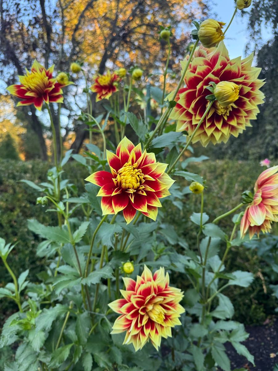 A close-up photograph of several red and yellow dahlia flowers blooming in a garden setting with green foliage and trees in the background.