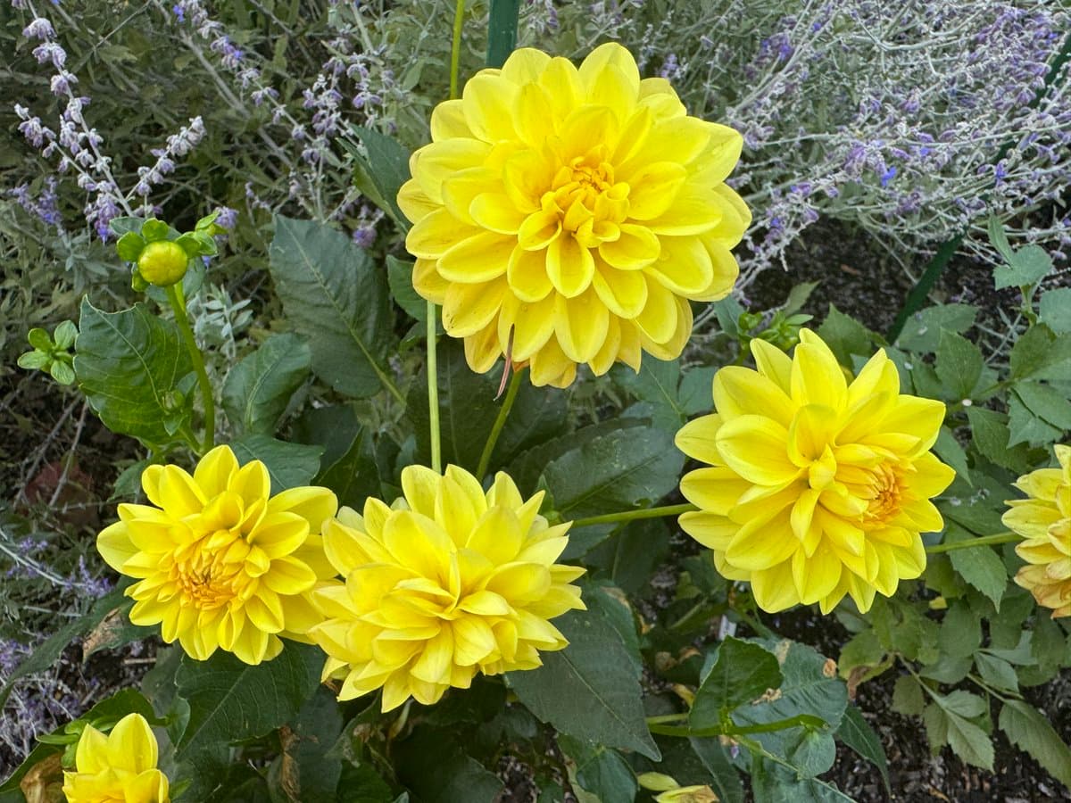 A close-up photograph of several bright yellow dahlia flowers blooming in a garden, surrounded by green leaves and purple salvia in the background.
