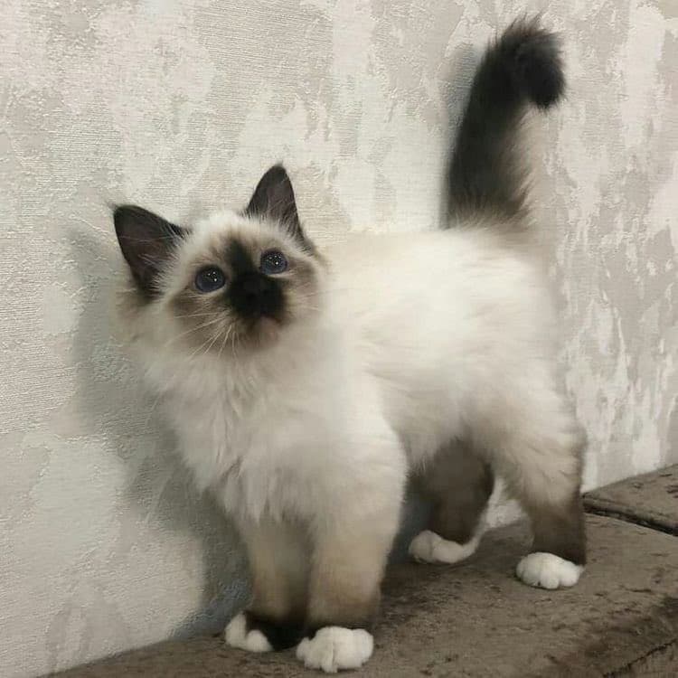 A fluffy, long-haired kitten with a white body, dark face, ears, and tail, and blue eyes stands on a stone ledge against a textured wall. The kitten is looking upward with its tail raised.