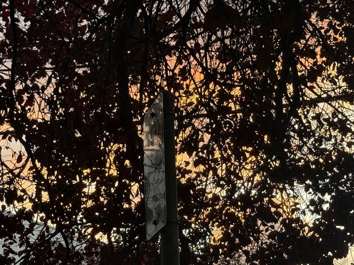 A street sign is silhouetted against a backdrop of dense tree branches and leaves during a sunset or sunrise. The sky behind the foliage displays warm orange and yellow hues, creating a high-contrast scene.