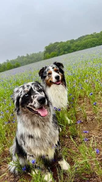 A photograph of two Australian Shepherd dogs sitting in a field of blue flowers with a forested hill in the background.