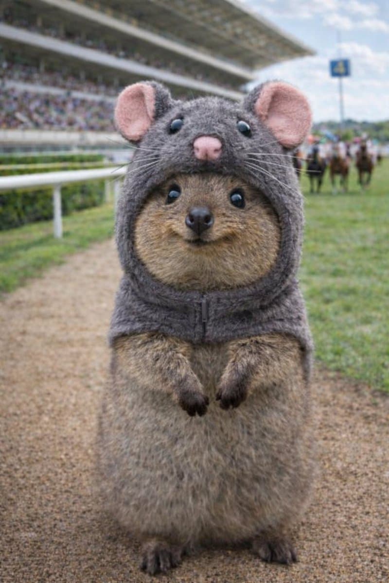 A quokka stands upright on a dirt path at a racetrack, wearing a gray knitted rat costume with pink ears and a nose. In the background, horses and jockeys are visible on the track near the grandstands.
