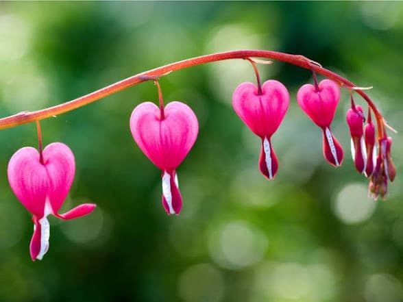 A close-up photograph of a branch with several pink, heart-shaped flowers hanging from it against a blurred green background. The flowers appear to be bleeding heart (Dicentra) blossoms, each with a small white and red droplet emerging from the bottom.