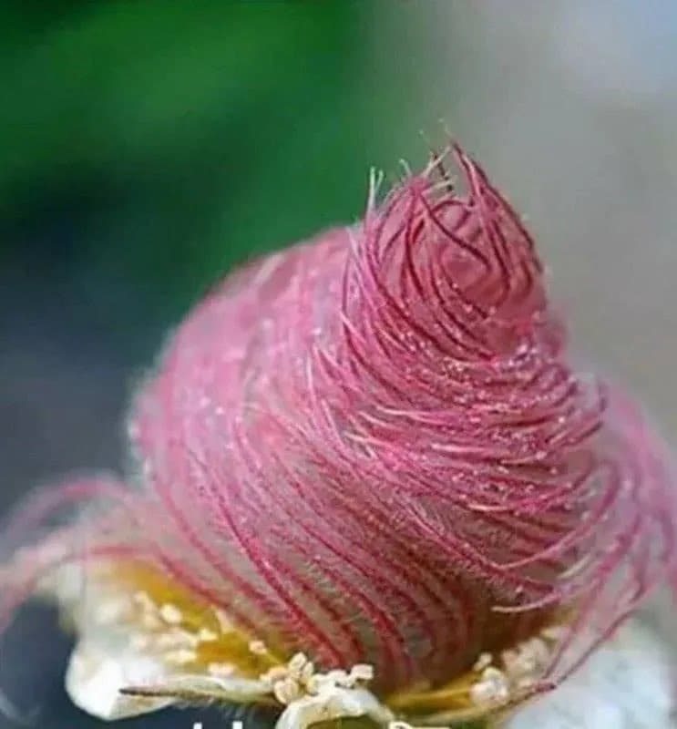 A close-up photograph of a pink, fuzzy flower bud with a textured, hair-like surface against a blurred green background.