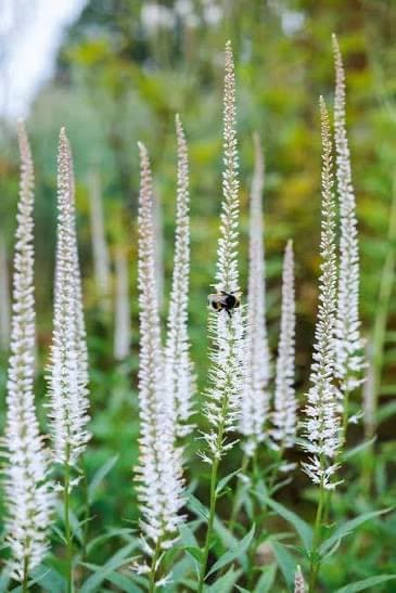 A close-up photograph of several tall, slender white flower spikes growing in a field, with a small black and yellow insect perched on one of the central blooms. The background is softly blurred, highlighting the delicate texture of the flowers and the green foliage at their base.