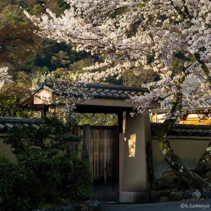 A traditional Japanese house with a tiled roof and wooden gate is framed by a large, blooming cherry blossom tree in a serene, sunlit setting. The scene captures a peaceful, natural environment with lush greenery and a stone wall.