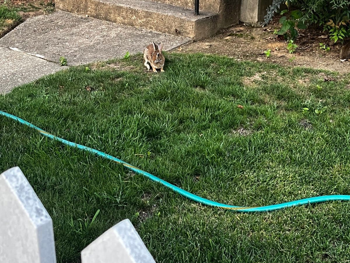 A small rabbit sits on a green lawn near a concrete walkway and steps, with a blue garden hose lying across the grass in the foreground.