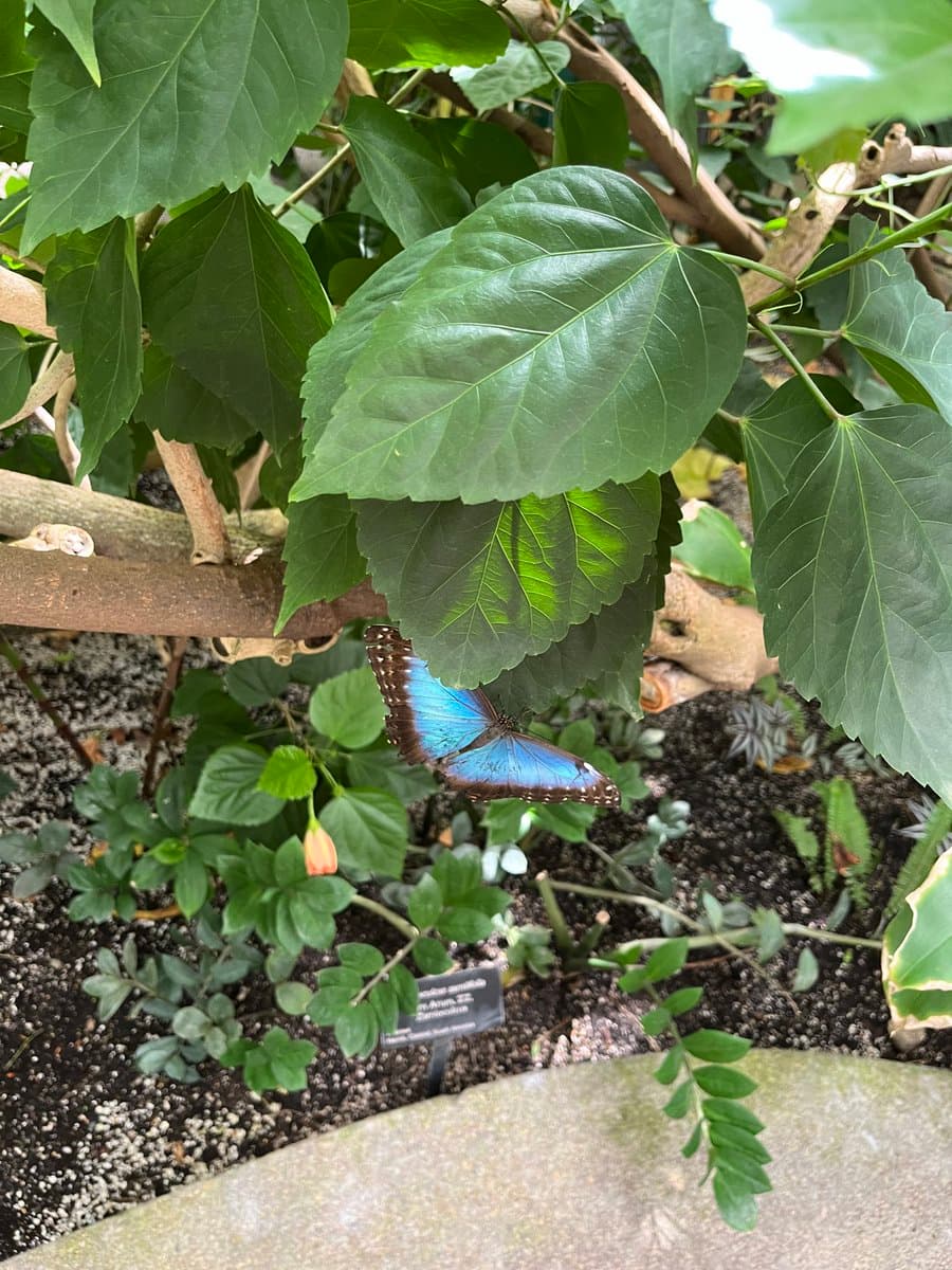 A blue morpho butterfly rests on a leafy green plant in a garden setting, with a small informational sign visible in the soil below.